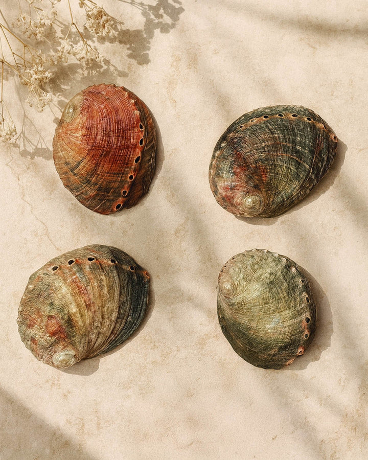 Coquillage Abalone
