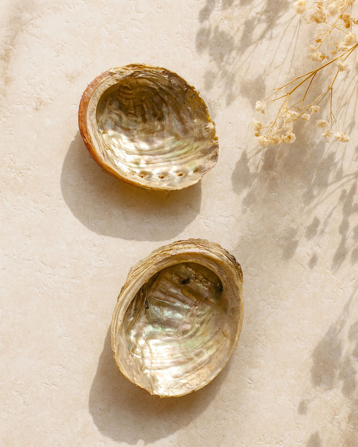 Coquillage Abalone