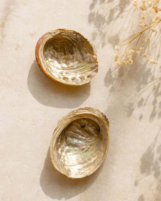 Coquillage Abalone